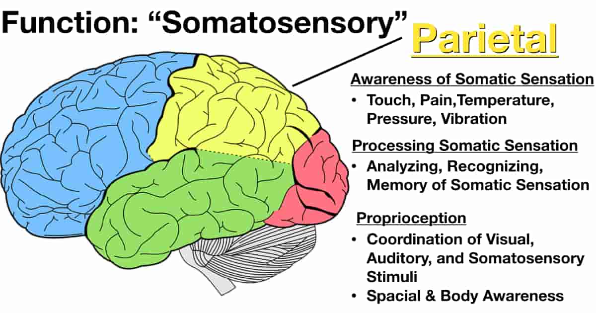 parietal cortex